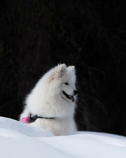 Close-up of white dog