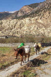 View of cows on field