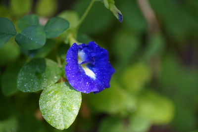 Close-up of wet purple flowering plant