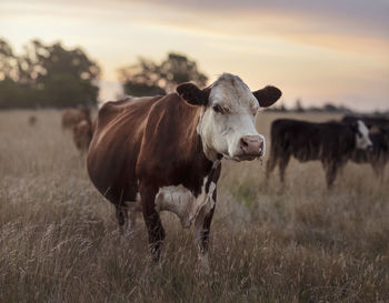Cows in a field
