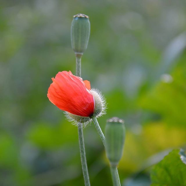 flower, freshness, fragility, flower head, petal, single flower, growth, focus on foreground, stem, close-up, beauty in nature, plant, bud, red, nature, blooming, poppy, in bloom, selective focus, botany