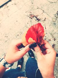 Close-up of hand holding flowers