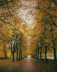 Road passing through forest