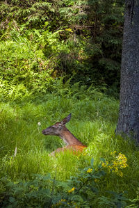 View of deer on field in forest