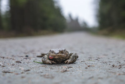 Close-up of crab on road