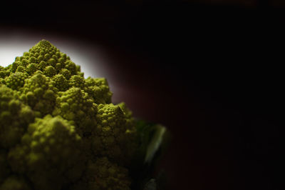 Close-up of broccoli