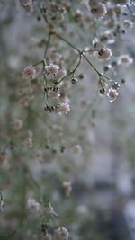 Close-up of cherry blossoms