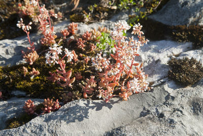 High angle view of flowering plants on rocks