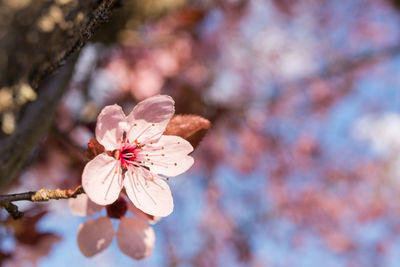 Close-up of pink cherry blossoms