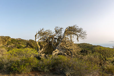 Trees on field against clear sky