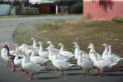 Flock of birds