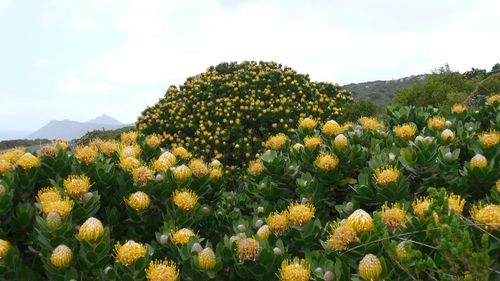 Close-up of yellow flowers blooming on field against sky