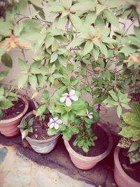 High angle view of potted plants in yard