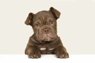 Close-up of a dog over white background