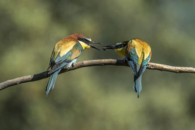 Close-up of birds perching on branch