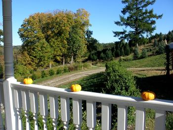 Plants growing on railing