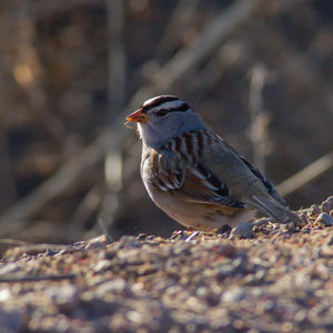 Close-up of bird perching on a land