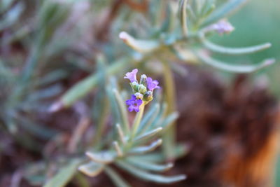 Close-up of purple flowering plant