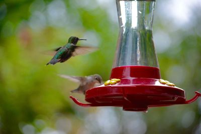 Bird flying over a feeder