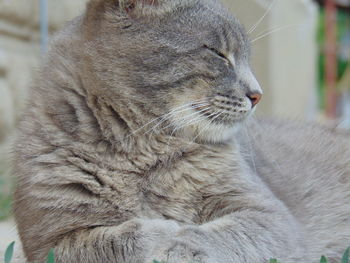 Close-up of a cat looking away