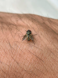 Close-up of insect on finger