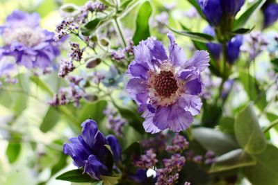 Close-up of purple flowering plants