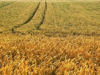 High angle view of corn field