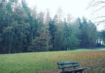 Trees on field in forest against sky