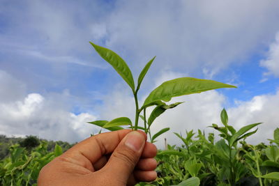 Midsection of person holding leaves against sky