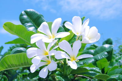 Close-up of white flowering plant