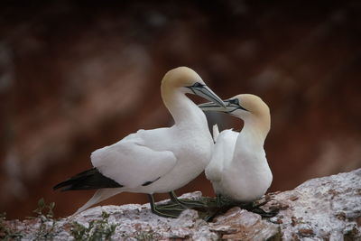 Close-up of white bird perching on rock