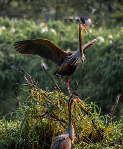 View of birds in flight