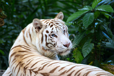 Tiger in a zoo