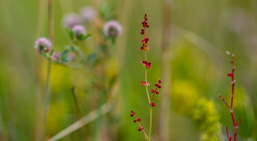 Close-up of red flowering plant