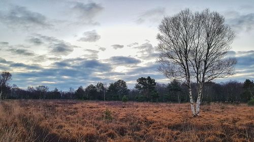 Bare trees on field against sky