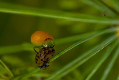 Close-up of insect on leaf