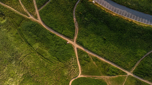High angle view of tree