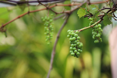 Close-up of berries growing on tree