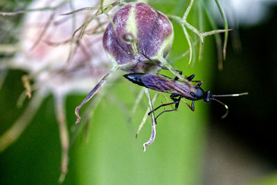 Close-up of insect on flower