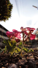 Close-up of pink flowers blooming on tree against sky