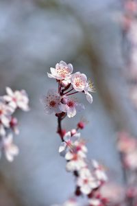 Close-up of cherry blossom