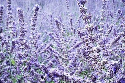 Close-up of purple flowers