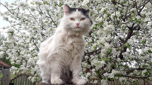 White cat looking away against plants