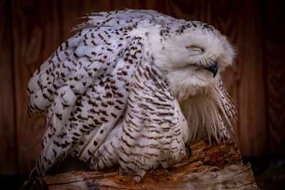 Close-up of white owl perching on wood