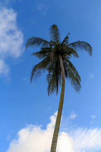 Low angle view of coconut palm tree against blue sky