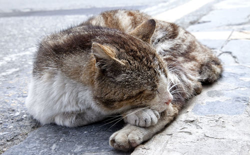 Close-up of a cat sleeping on footpath