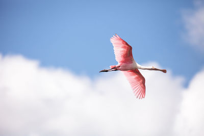 Pink spread wings of a flying roseate spoonbill bird platalea ajaja gliding over a marsh for food 