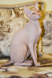 Sphynx hairless cat sitting on sofa