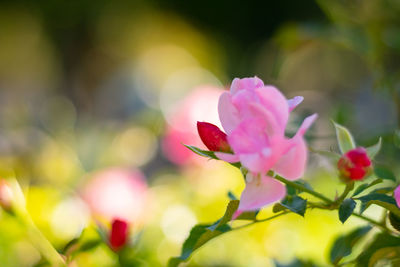 A red rose bud in the park