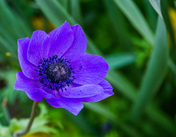 Close-up of purple flower